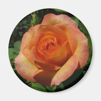 Peach Rose Orange Floral Photography Magnet