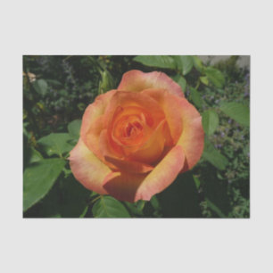 Peach Rose Orange Floral Photography Tissue Paper