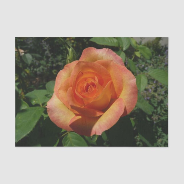Peach Rose Orange Floral Photography Tissue Paper (Front)