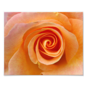 Peach Rose Photo Print