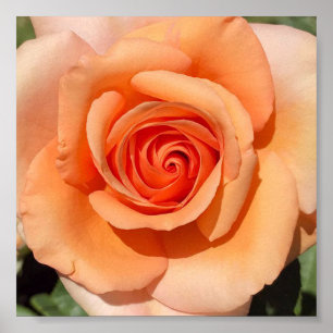 Peach Rose Poster