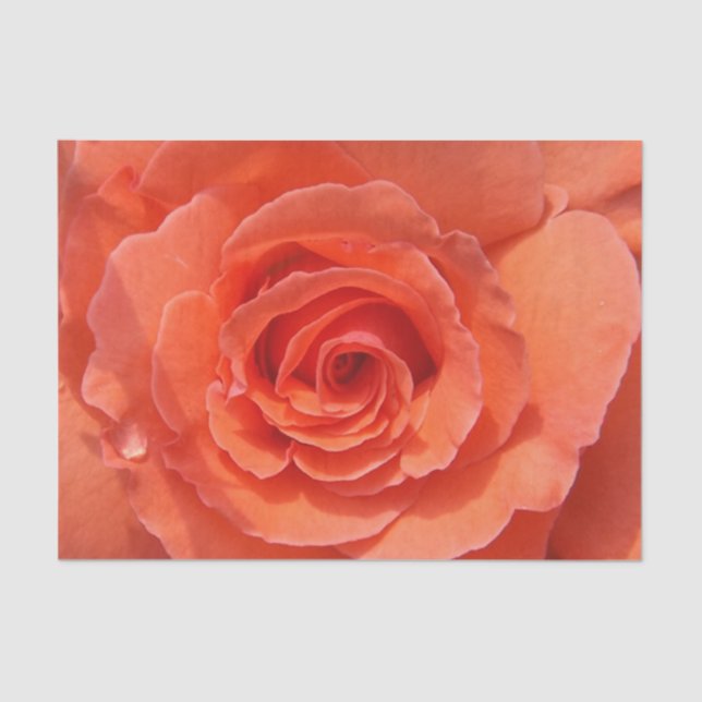 Peach rose tissue paper (Front)