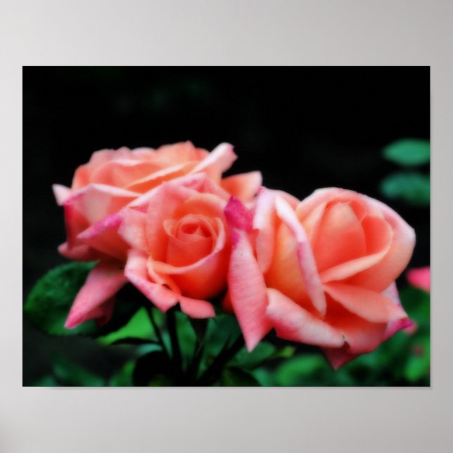 Peach Rose Trio Orton Flower Art Poster (Front)
