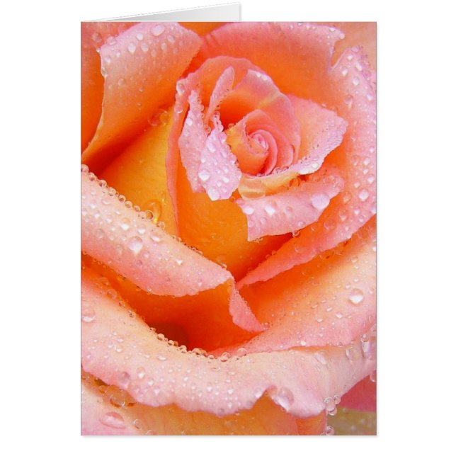 Peach Rose With Dew Card (Front)
