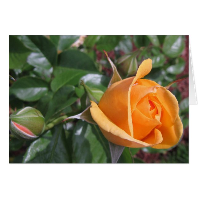 Peach Rosebud (Front Horizontal)