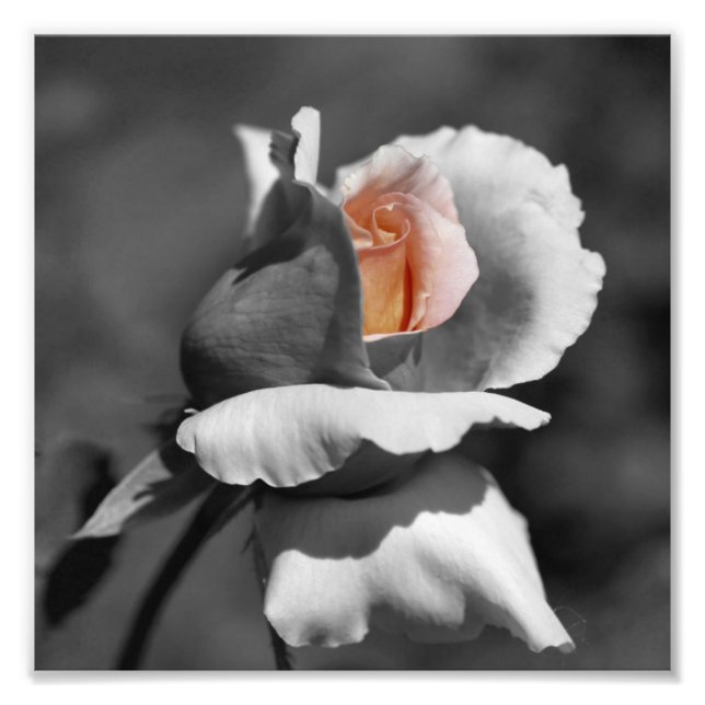 Peach Rosebud Black And White Partial Colour 8x8 Photo Print (Front)