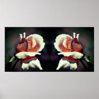 Peach Rosebud Flower Close Up Mirror Abstract