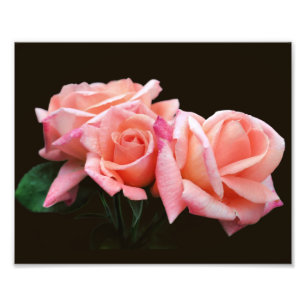 Peach Rosebud Trio 8x10 Photo Print
