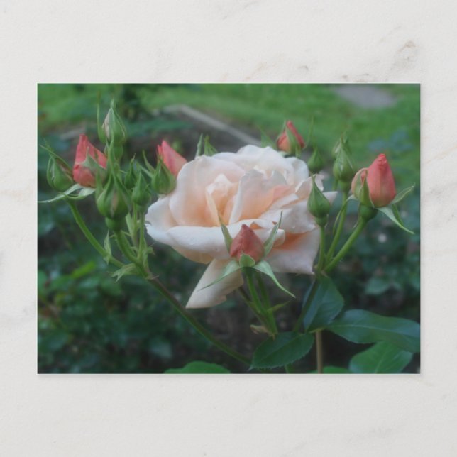 Peach Roses Flower Postcard (Front)