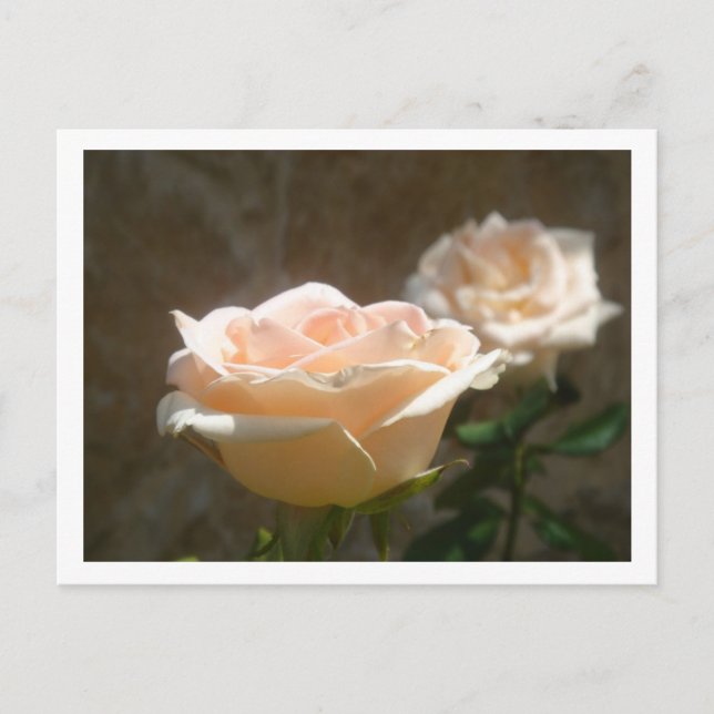 Peach Roses Postcard (Front)
