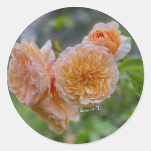 Peach Roses Sticker