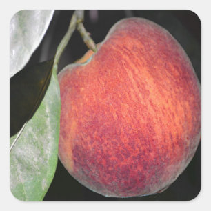 Peach Square Sticker