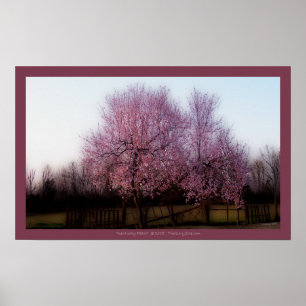 Peach Tree in Spring Poster