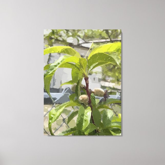 Peach Tree Stretched Canvas Print (Front)