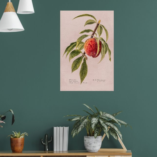 Peach twig (Prunus persica) by Royal Charles Stead Poster (Living Room 1)
