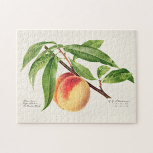 Peach Twig (Prunus Persica) Fruit Painting Jigsaw Puzzle