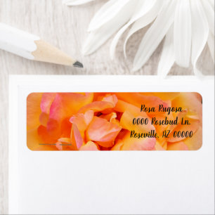 Peach Yellow Pink Blend Rose Flower Photo