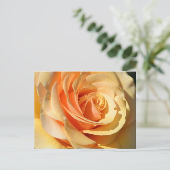 Peach Yellow Rose Postcard (Standing Front)