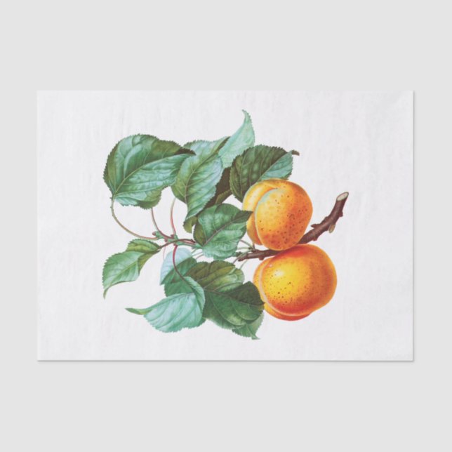 Peaches on a Branch Tissue Paper (Front)