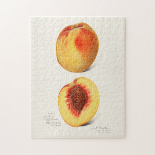 Peaches (Prunus Persica) Fruit Watercolor Painting Jigsaw Puzzle