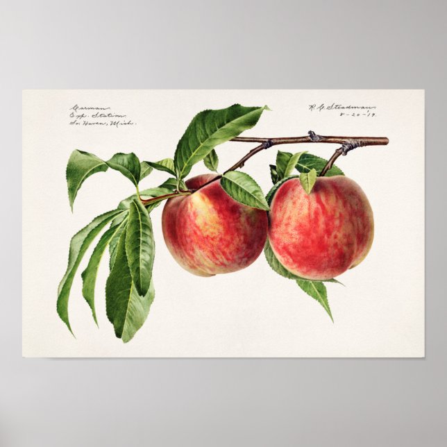 Peaches (Prunus Persica) Fruit Watercolor Painting Poster (Front)