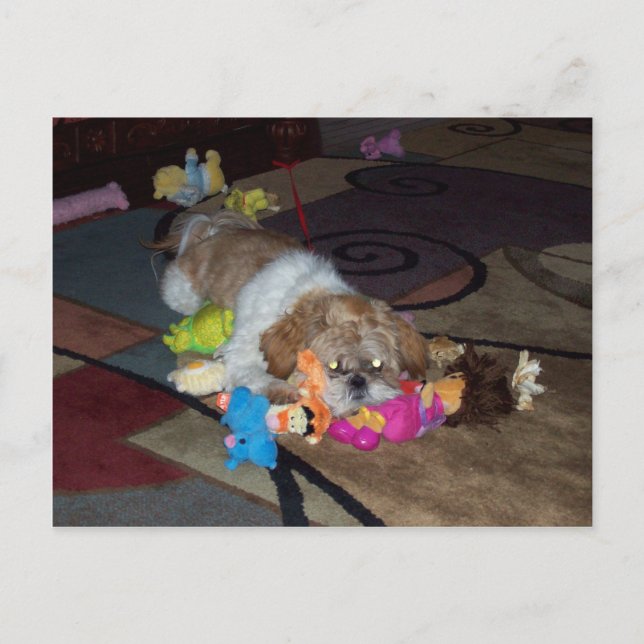 PEACHES The Cute Shih Tzu Postcard (Front)