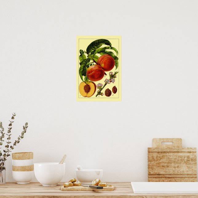 Peaches Vintage 1796 Botanical Art Poster (Kitchen)
