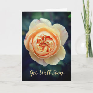 Peachy Orange Garden Rose Flower Get Well Soon Card