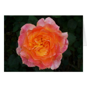 Peachy Pink Rose
