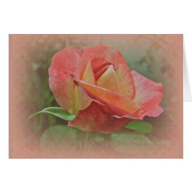 Peachy Rose Blossom (Front Horizontal)