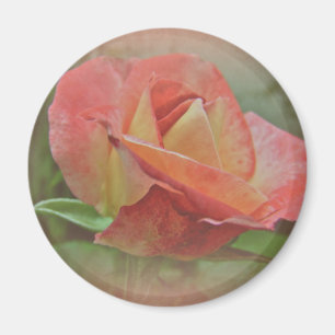Peachy Rose Blossom Magnet