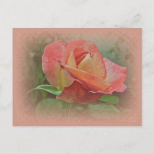 Peachy Rose Blossom Postcard