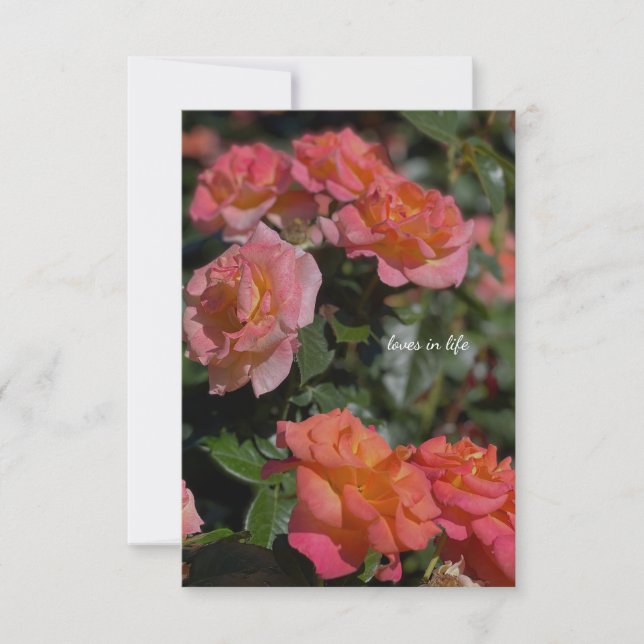 Peachy, Salmon Coloured Roses Card (Front)