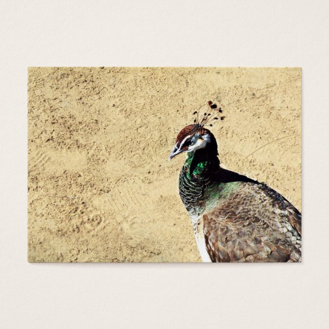 Peacock (Front)