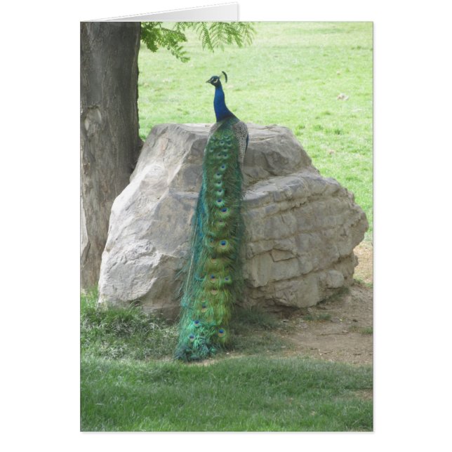 Peacock (Front)