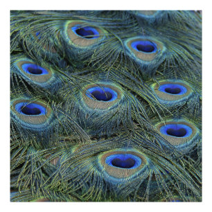 Peacock20160301 Photo Print