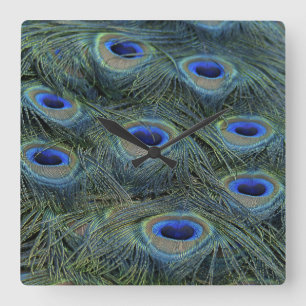 Peacock20160301 Square Wall Clock
