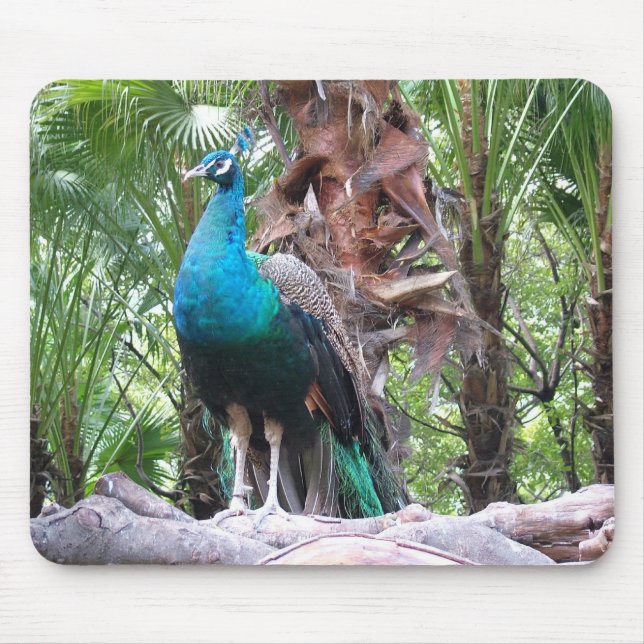 peacock,孔雀 mouse pad (Front)