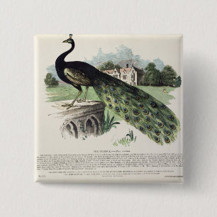 Peacock 15 Cm Square Badge