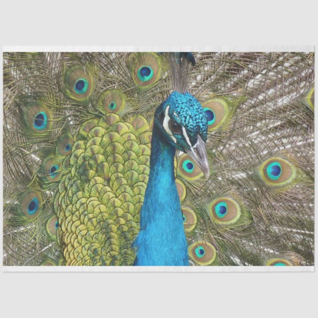 Peacock 1 Wall Art Decoupage Tissue Paper (Front)