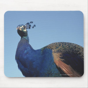 Peacock 2 mouse pad