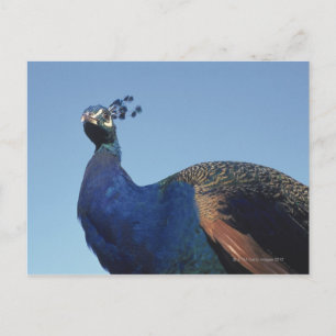Peacock 2 postcard
