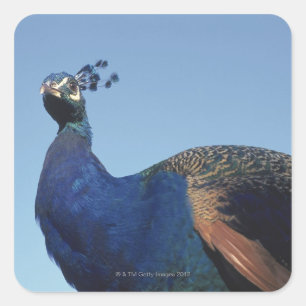 Peacock 2 square sticker
