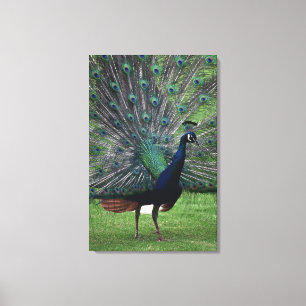 Peacock 4 canvas print