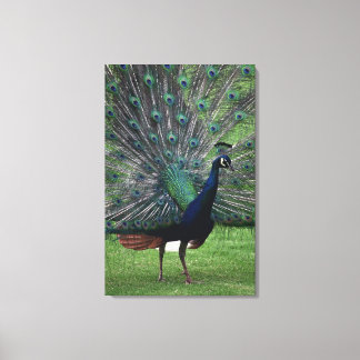 Peacock 4 canvas print