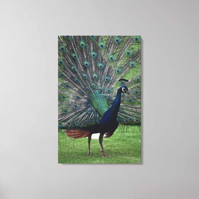 Peacock 4 canvas print (Front)