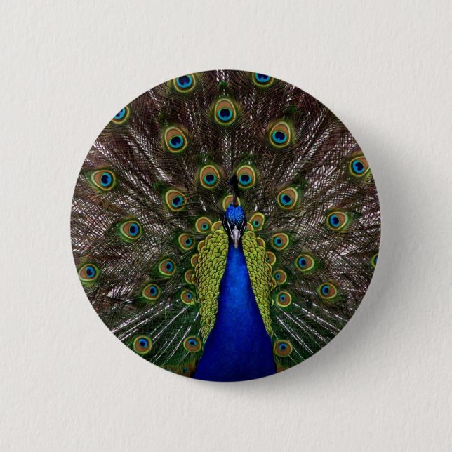 Peacock 6 Cm Round Badge (Front)