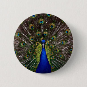 peacock 6 cm round badge