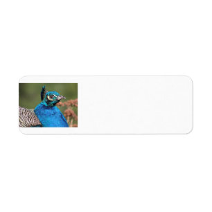 Peacock Address Labels