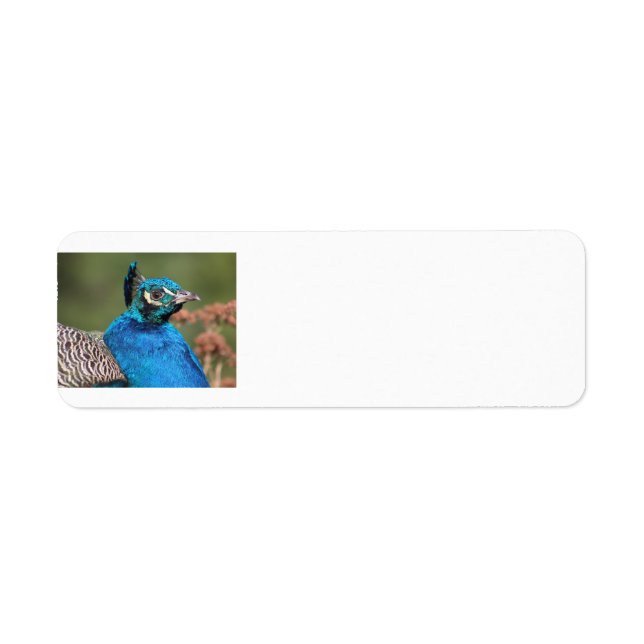 Peacock Address Labels (Front)